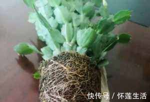 变群兰|蟹爪兰有4“怕”，注意避开它，10天白根蹭蹭冒，独苗变群兰