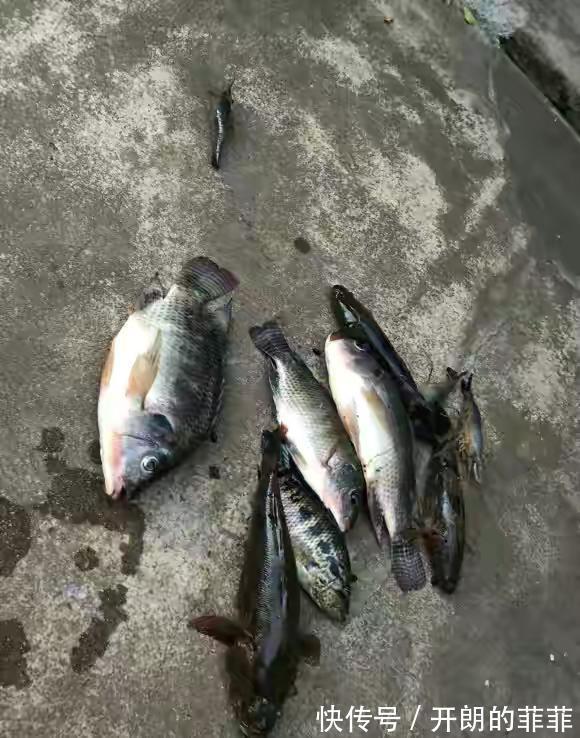 笋壳鱼,又一外来物种泛滥,个大肉多,但钓上来也没人吃