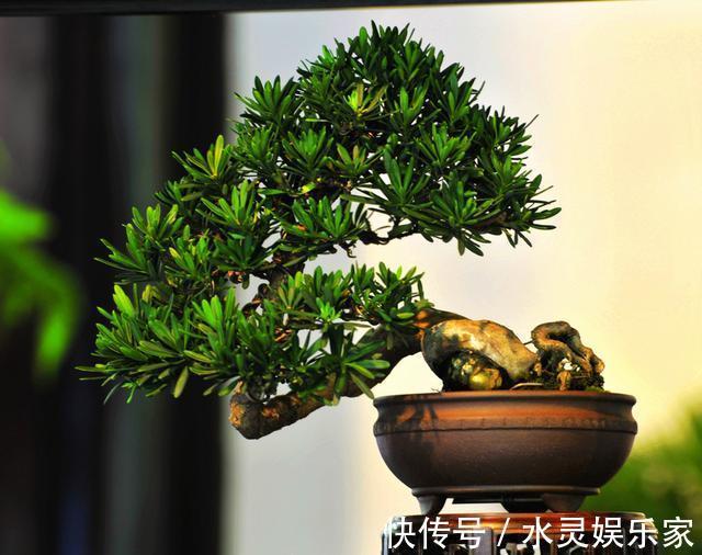 造型|大型盆景不喜欢那就自制微型盆景，放在手上把玩，真好看！