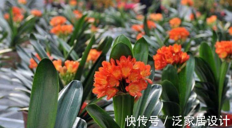 光照|7月2日开始,养花试试这几款,花型圆滚迷人,绚丽多彩