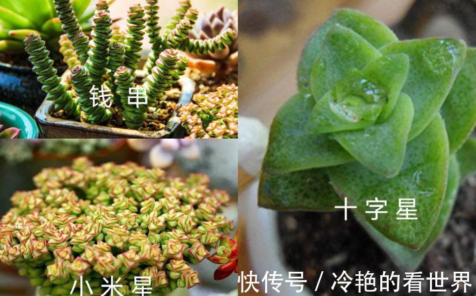多肉小米星与钱串，十字星一家亲，出锦后也叫彩色蜡笔