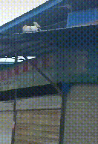 |搞笑GIF: 真相往往在后面 亲眼看到得不一定是真的