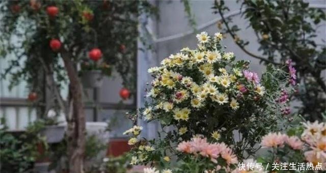 旧农舍改造成花园，一年四季花开不断，邻居看了羡慕的不得了！