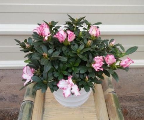 新手养杜鹃花，得掌握好“诀窍”，之后才能年年开花，叶片油旺