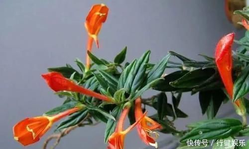 10种长相很怪异的盆栽植物,都很适合养在花盆里