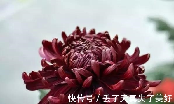 6款黑色鲜花!养过一种就是大神!