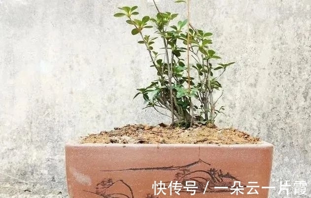 板结|盆栽用土如何配制?6步操作简单有效,盆栽生长更旺盛