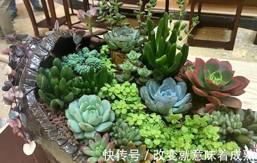 养多肉,新人入坑,记牢这3点,少走弯路,盆栽养得好
