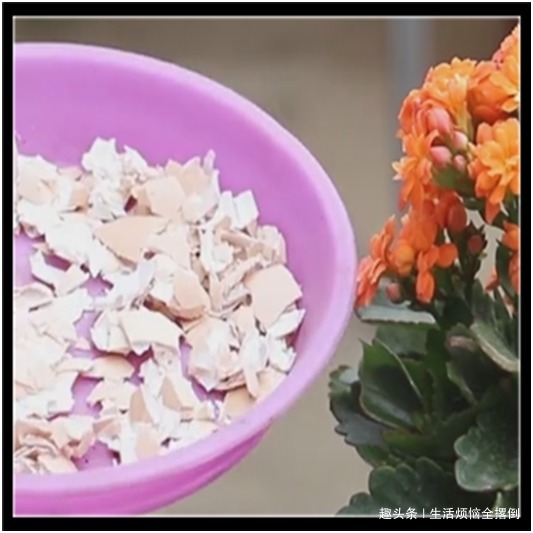 长寿花只长叶不开花,教你两招,迅速开花爆盆