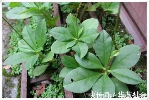 野草|农村这野草,过去拿来喂猪,却不知根部这般珍贵,人称“土人参”