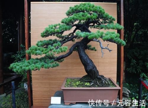 松柏类|制作盆景时,很少的盆土能满足树木的生长吗?盆土越少,盆景的养护难度越大