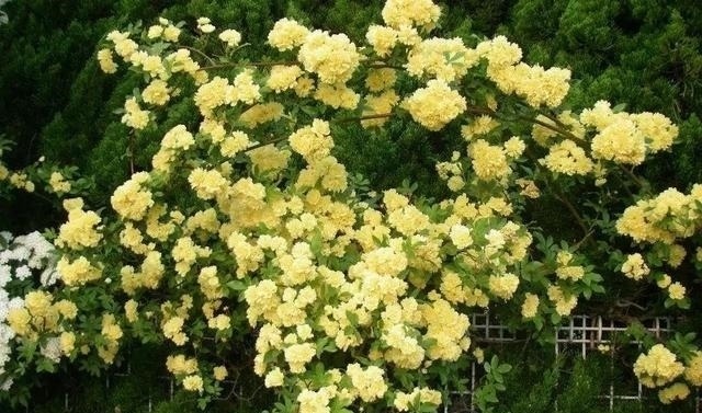 左邻|院子再小,也要养棵它,2年长一片,开花特别美,左邻右舍都说香