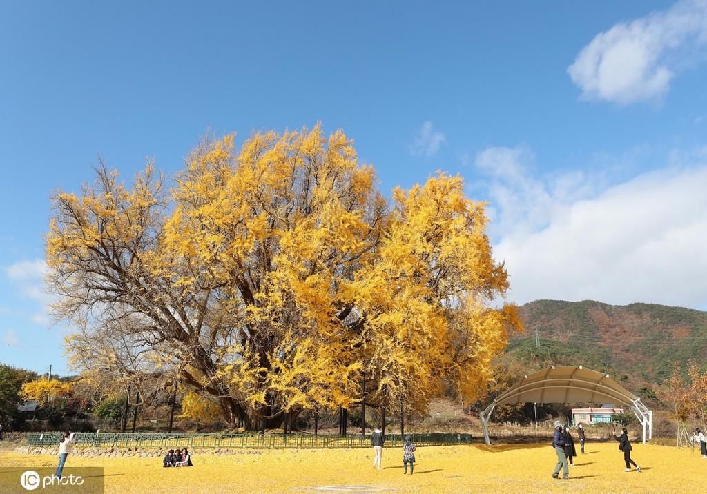 当地时间|韩国800年古银杏树 惊艳了秋天