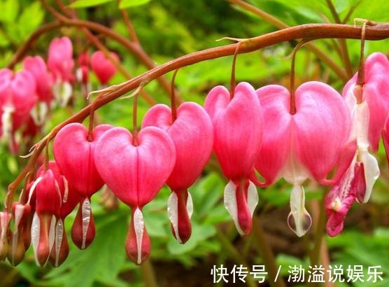 花型|家养这5款花卉,花大色艳胜牡丹,全年循环开花,轻松打造小花园