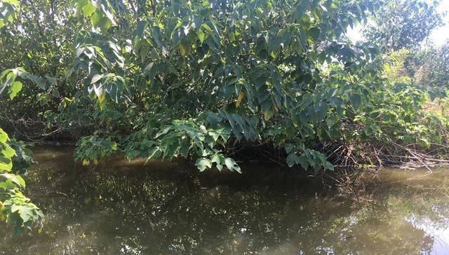 没有水草就不能钓鱼了吗根据这4点来找鱼，下竿之处即咬钩