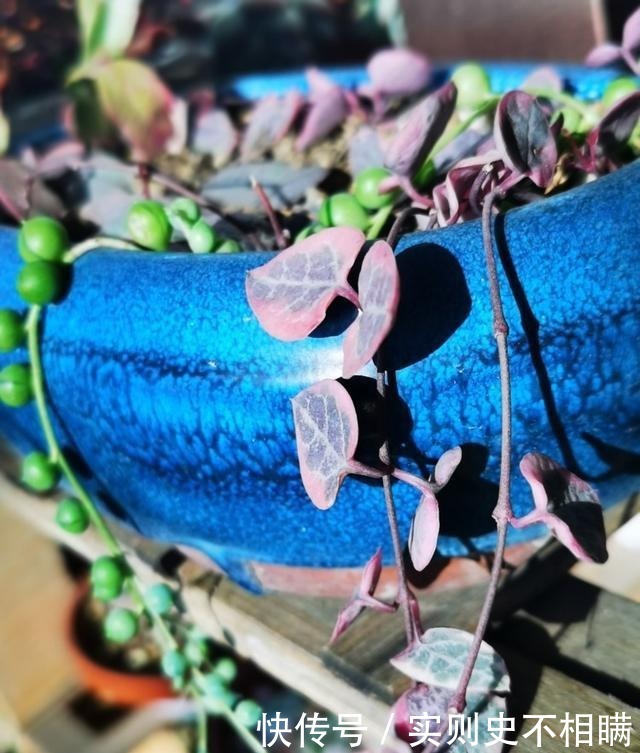 爱之蔓|你红尖尖,我红边边