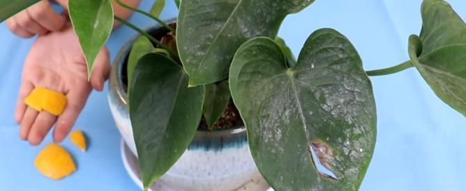 养花|万能橘子皮,养花好宝贝,盆里放一点,叶绿开花多