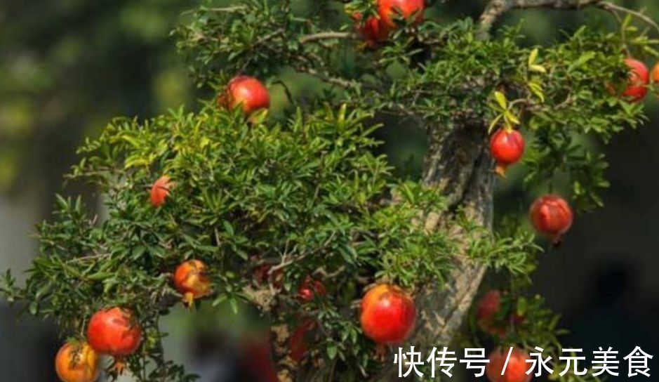 修剪|精品老桩石榴盆景欣赏,红红火火,多子多孙