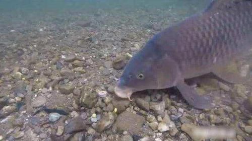 导致的鱼不吃饵|野钓河里鱼真多,就是不吃饵,有些情况就是钓鱼人自己造成的