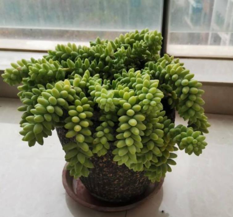 生根|适合夏天养的多肉，养一盆“爆”一盆，生根特快