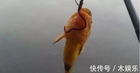 现在正是钓黄颡鱼的好季节,但你没技巧就只能当“空军”