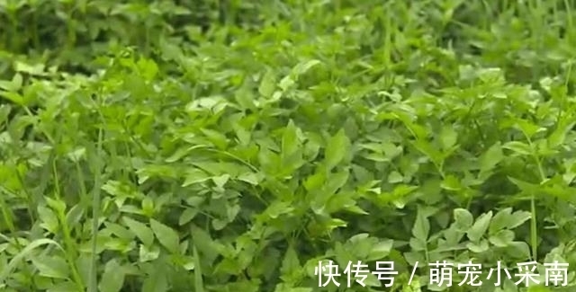 食用期长达5个月,却少有人去摘,如今正当季,炒腊肉是一绝!