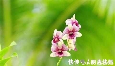 只需这4招，兰花不烂根不黄叶，长得好易开花！