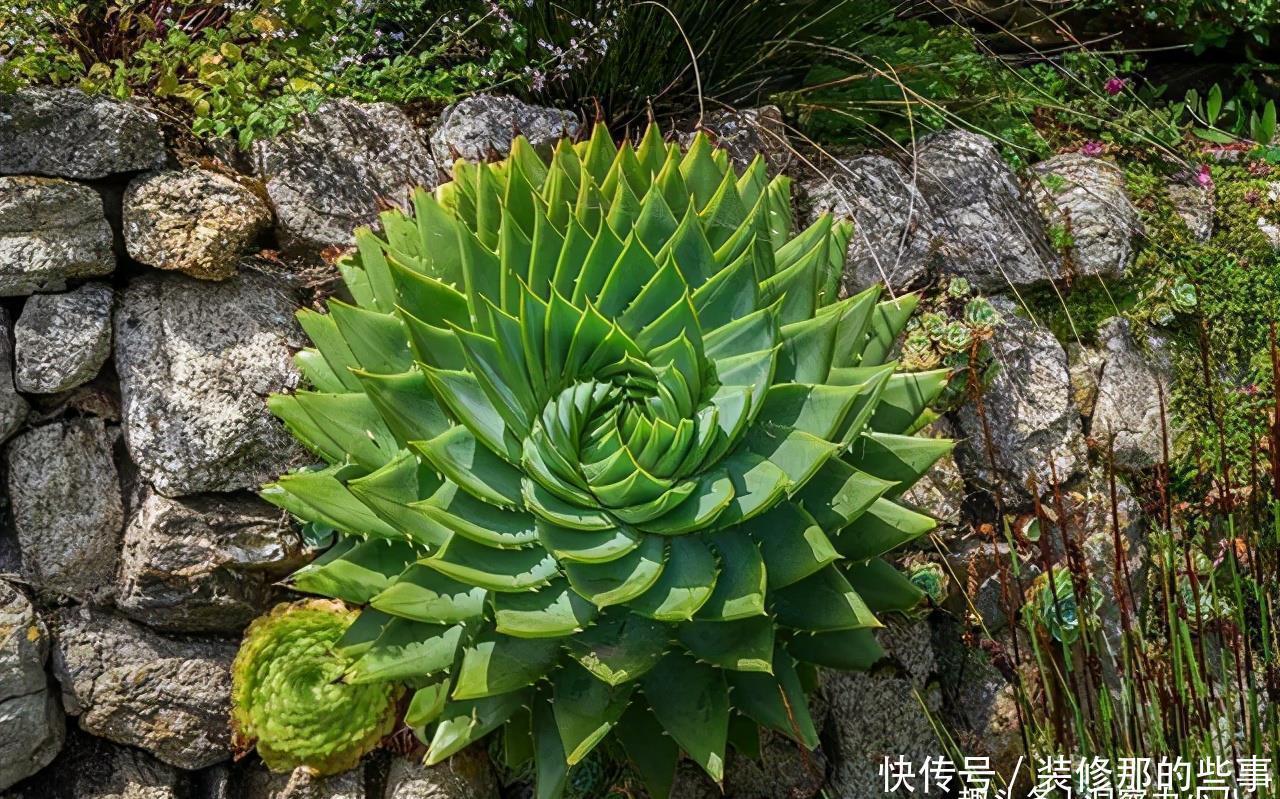 想让芦荟开花，避开这“三怕”，当月催出一圈苞，芬芳宜人叶色浓