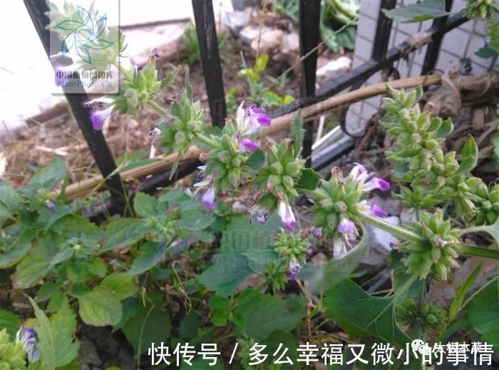 风草|防风草,祛风湿。能治中风口眼歪斜、风湿痹痛