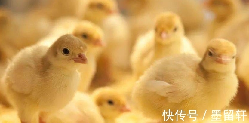 鸡群|养殖户的我们，在伤害鸡肠道的6个原因，值得点击收藏