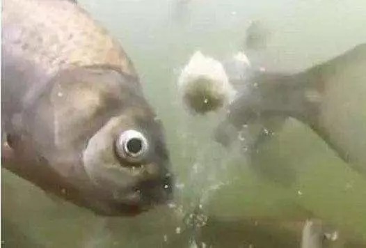 饵料的入水雾化状态,可以通过这些方法来调整,想怎么钓鱼都随你便!