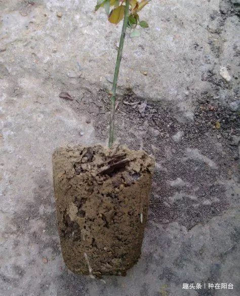 零成本将90地球植物种在阳台上 ，台长教你水陆两栖扦插法