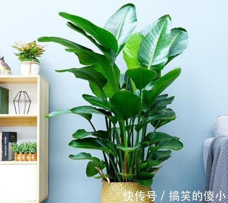 贺望兰|客厅最适合养3种花,旺人又聚财,四季常青,生机有活力