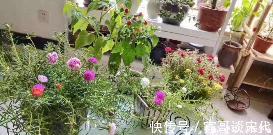 花园|养花技巧：客厅养一堆便宜花，一年四季开不停，没钱也能变花园！