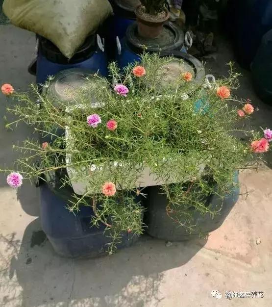 1个小窍门，普通的太阳花也能养成万元盆景老桩，邻居纷纷来学！