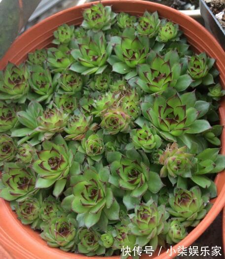 这“4种”多肉,好养又好看,度夏无压力,越养越胖越漂亮