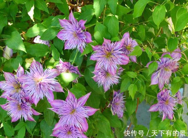 好好修剪|养这2种花要勤快点,多修剪长得更旺,剪了一茬开一茬花