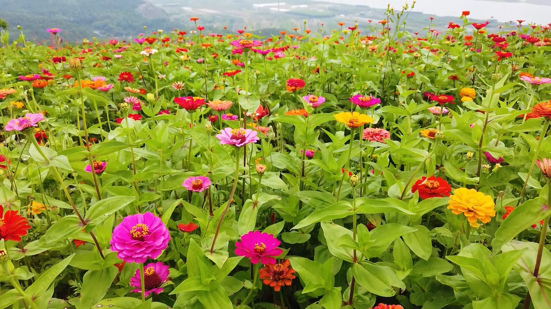 花海|隐藏在大山里的美！宁海这片百日草花海，等你来打卡！