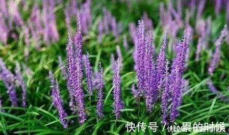 叶片|这3种花不开花像野草,很多人都以为是野韭菜,开花后令人惊喜