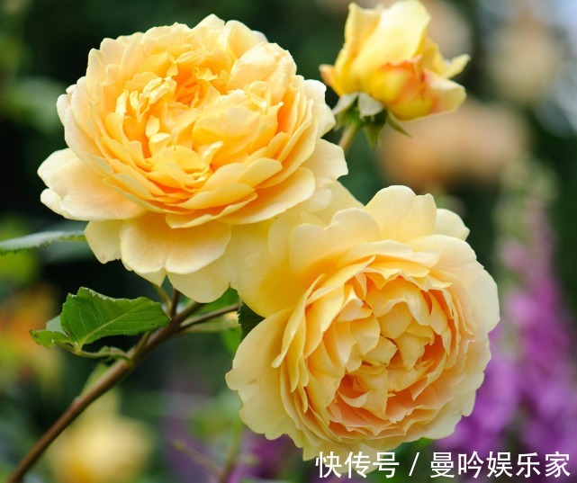 花草匠|1种“黄金花”,开花金灿灿,花香胜茉莉,比玫瑰更娇艳,开三季