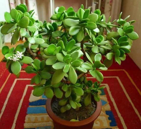 家中养一盆这2种“招财”花,养的越久越值钱,招财又富贵!