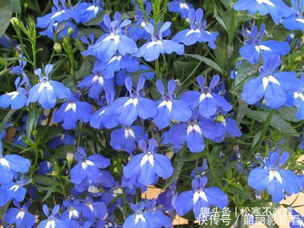 风雨兰|几种花养家里，福旺运旺财更旺，花开不断，还能旺财！