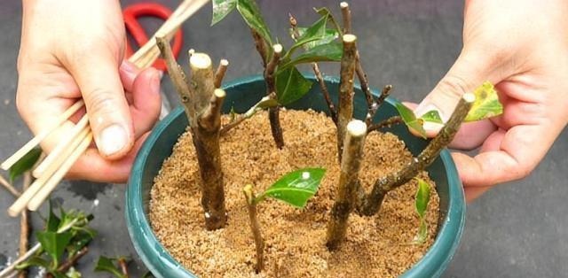 扦插的5个错误操作，不是难生根，是你做错了，扦插其实很简单