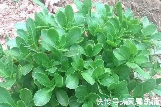 想吃|乡下常见的野菜,被称作“金不换”,城里人想吃都买不到!