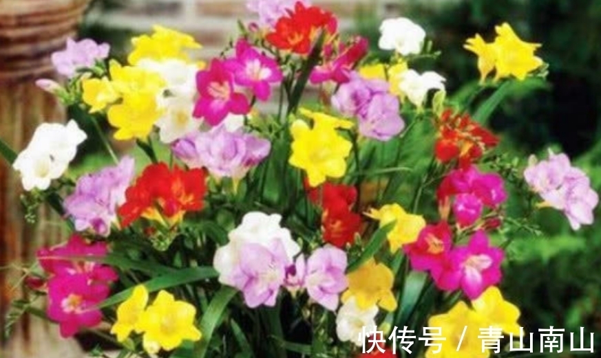 三角梅|养花试试这几款，花开繁盛花香怡人，四季繁花似锦，姿色艳丽