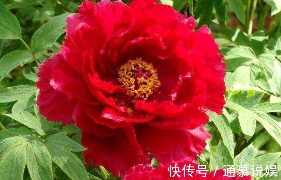 牧丹|新手养花，不如养盆花中精品“芳纪”，花色纯正，香味浓郁