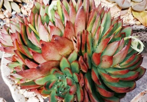 唐长老|有朋友来家里，看到你养的多肉然后开口问你要，你给还是不给呢？