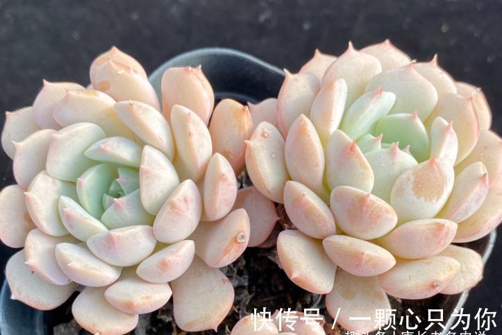 隔壁的克拉拉号称亚洲第一女神,你家的克拉拉是不是最美的多肉?