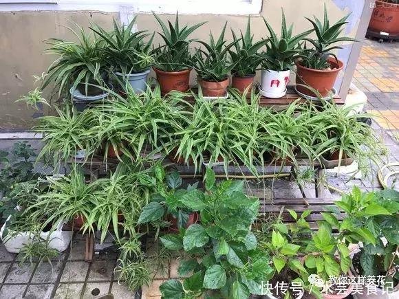 这6种花是“天然净化器”,家中养1盆,潜伏的甲醛也会吸干净!