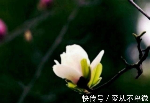 金牛座|近期内，红鸾星降临，桃花运上升，邂逅真爱，真爱降临的4大星座